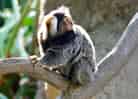 動物図鑑・コモンマーモセットの写真 6